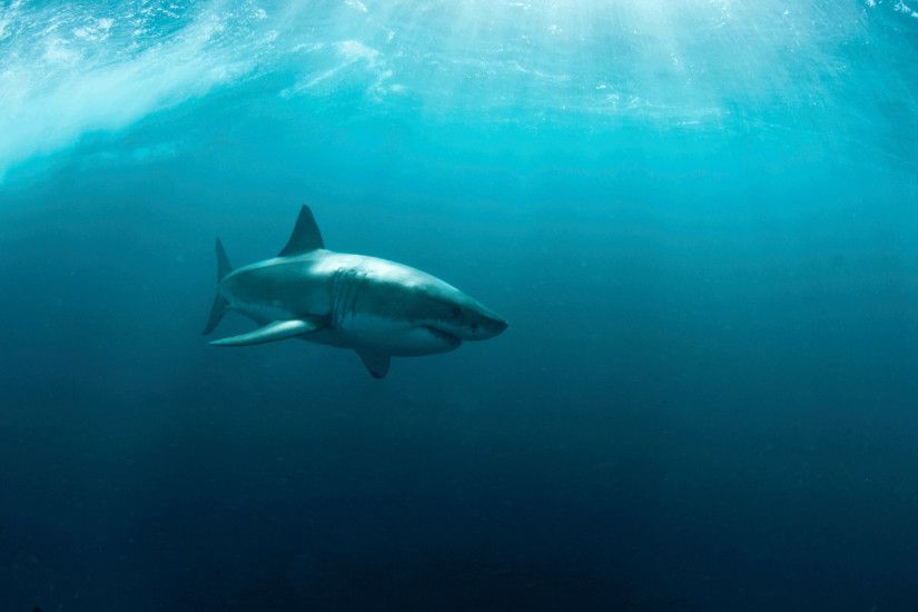 Animal - Great White Shark Wallpaper