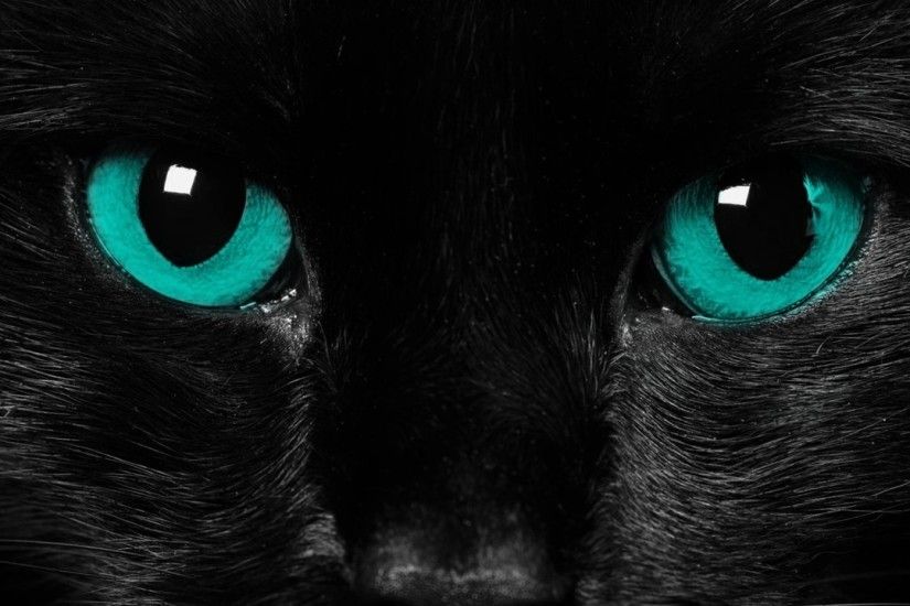 Wallpaper Eyes, Black cat, Close-up