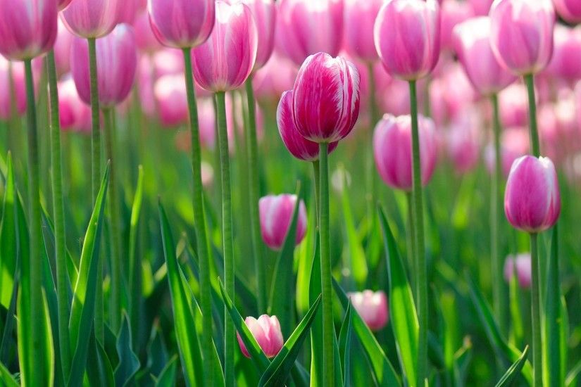 tulips wallpapers flowers hd flowers bokeh flower flowers flower green  tulips beauty morning light freshness summer