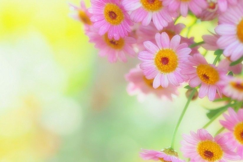 Pink Flowers Background