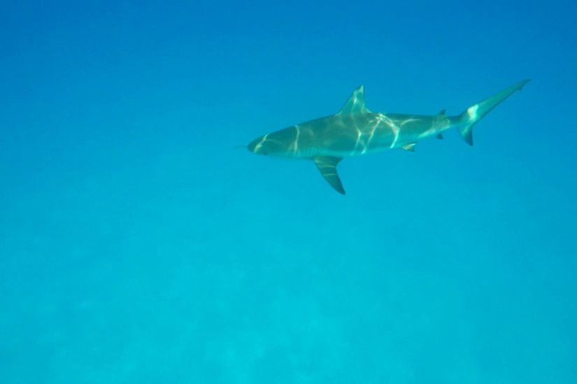 grey reef shark swims by gopro scuba dive