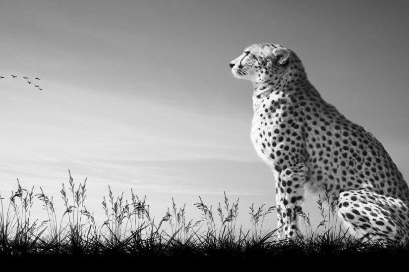 405 49437 Black Animal Print Cheetah Brewster Wallpaper