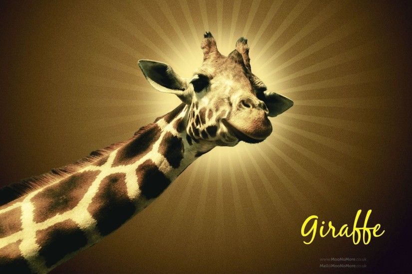 Giraffes Wallpapers - Full HD wallpaper search