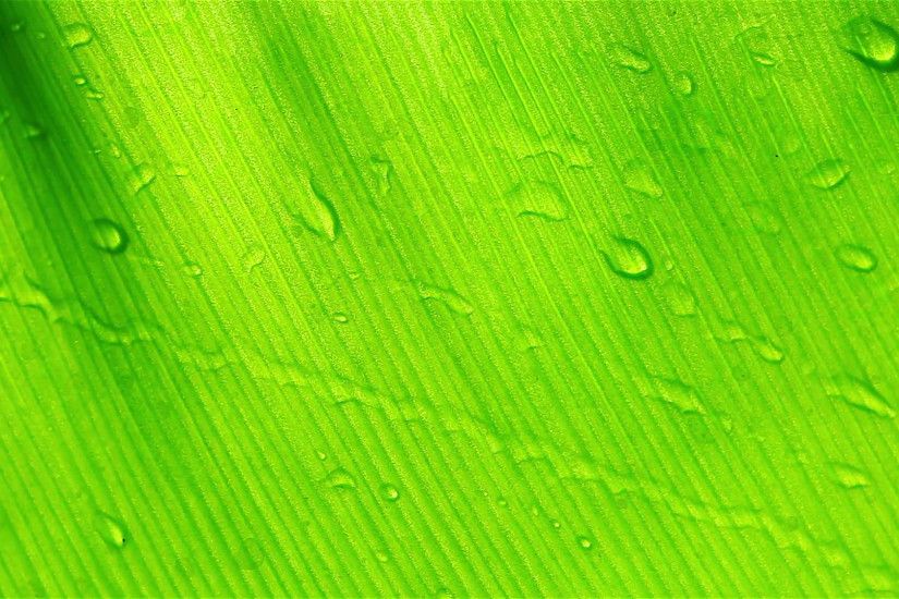 HD: Water drops on green leaf background, 1920x1080
