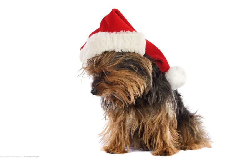Dog with Santa Claus hat