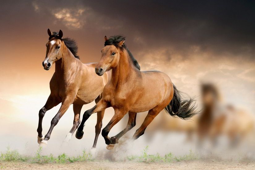 horse background full HD wallpaper Wallpaper