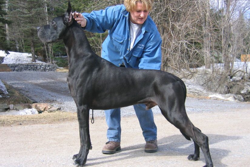 Great Dane....used to have some--they're awesome