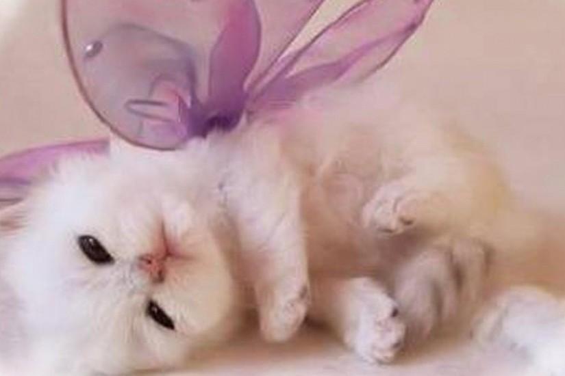 Wallpapers For > Cute Baby Kittens Wallpaper