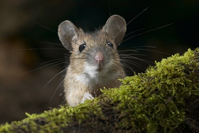 nature, Forest, Rats, Animals Wallpapers HD / Desktop and Mobile Backgrounds