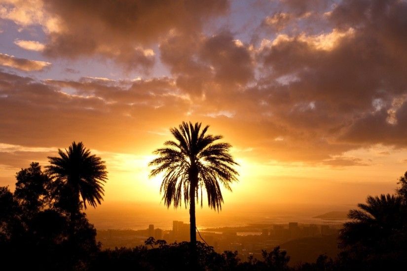 Hawaii Sunset Landscapes Oahu Silhouettes Palm Trees Nature Wallpaper Hd  Iphone 5 - 1920x1080