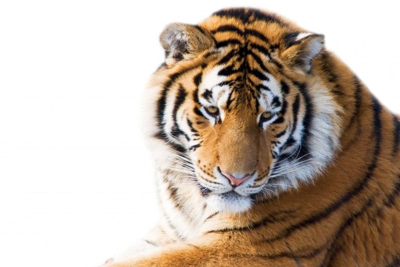 amur tiger face view cat tiger white background