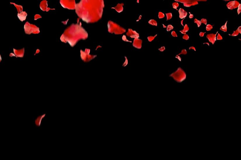 falling petals roses 3d animation on white and black background with alpha  channel Motion Background - VideoBlocks