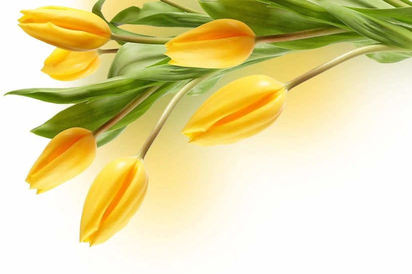 Tulip Flower Yellow