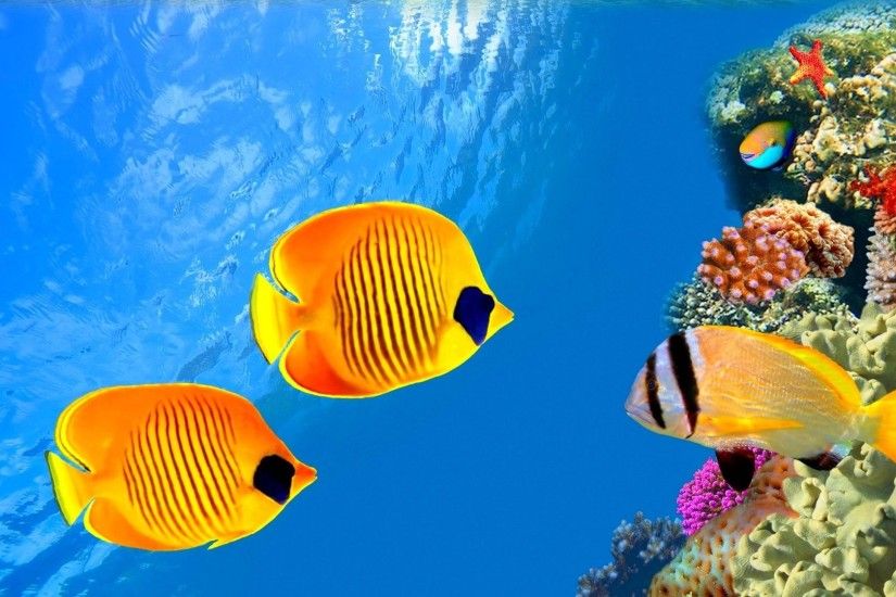 ... Tropical Fish Pic Beautiful Fish HD Wallpapers Free Download ...