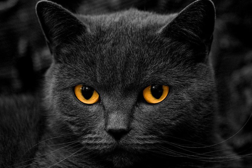 Awesome Black Cat Wallpaper 24147