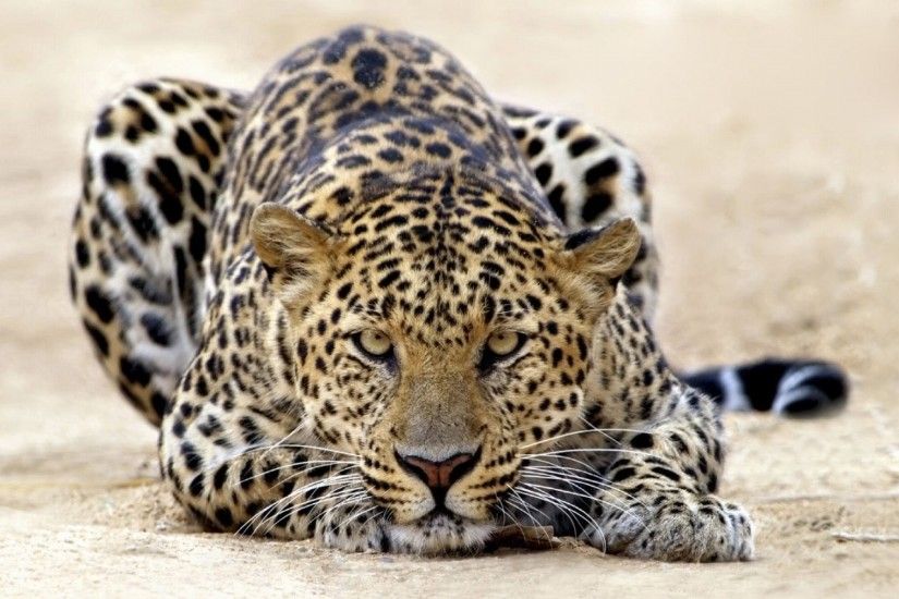HD Wallpaper | Background ID:237972. 1920x1200 Animal Leopard