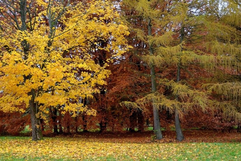 park, autumn, trees