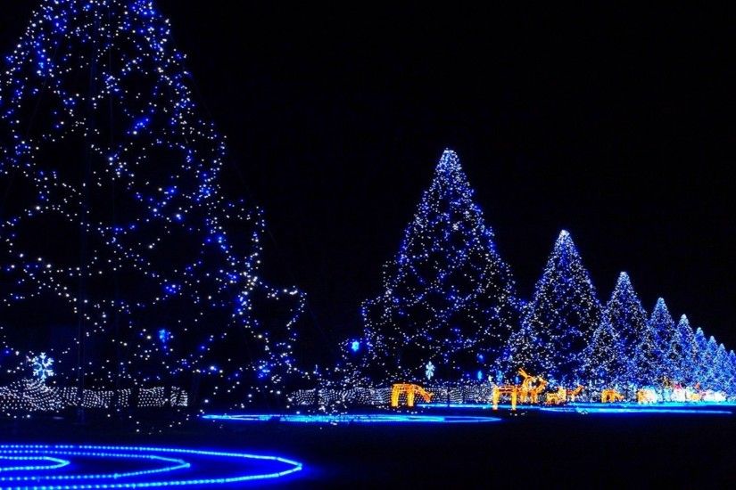 Christmas trees covered in lights merry Christmas holiday holidays HD  wallpaper.