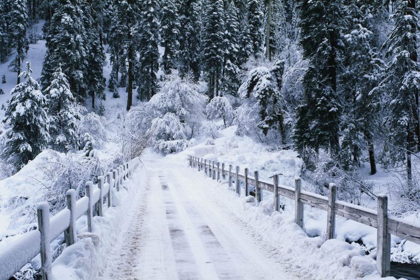 ... forest Snowy bridge ...