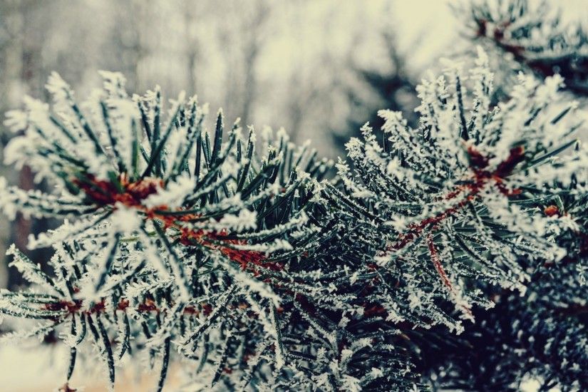 Branch Tree Needles Winter Snowfall Nature