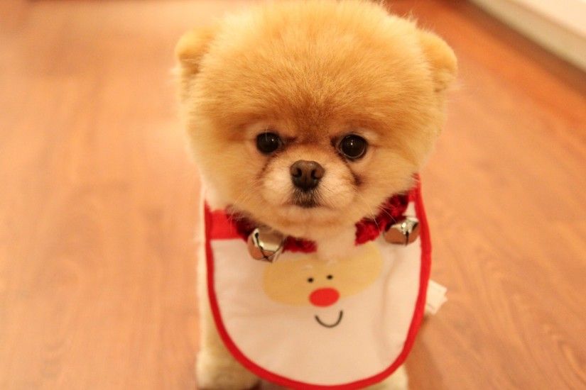 merry christmas wallpapers cute dog