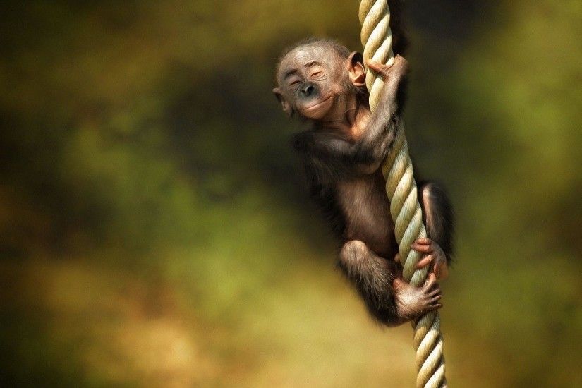 Funny Monkey Desktop Wallpaper