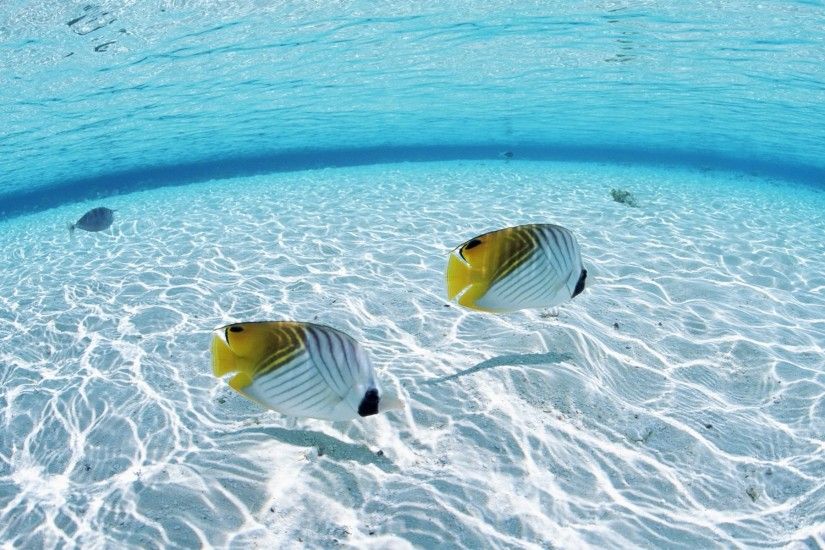 Ocean Fish Desktop Wallpaper 15236