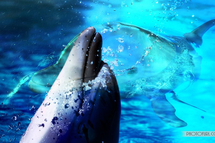 Animated Dolphin wallpapers HD free - 491143