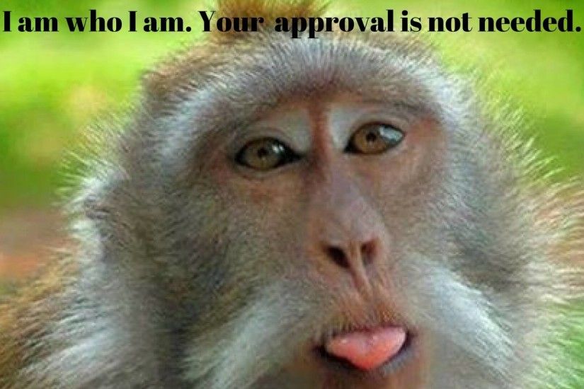 Humor on Spiritual Path Funny Monkey