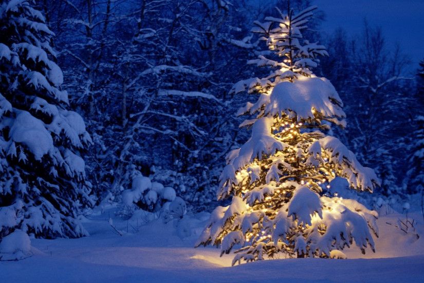 19 Beautiful Outdoor Christmas Tree Hd Desktop Wallpapers