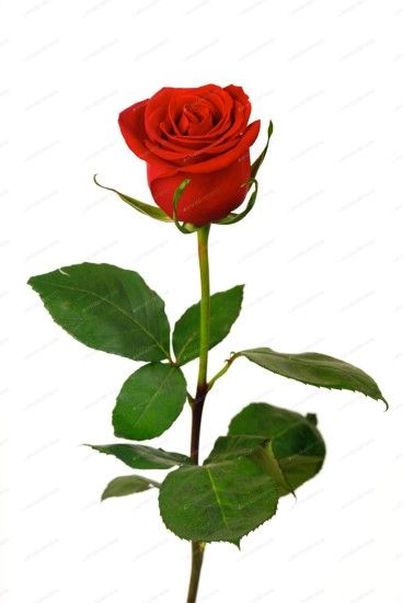 Single red rose on a white background