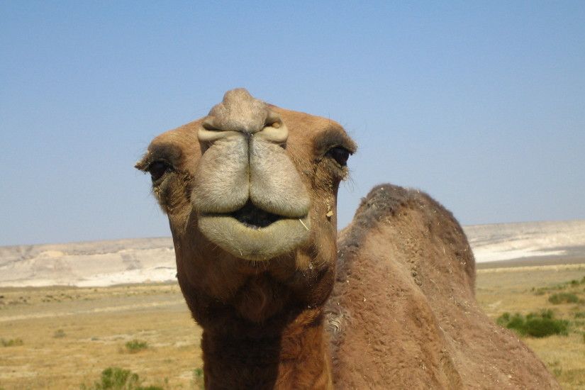 ... Funny camels wallpaper for desktop |Funny Animal ...