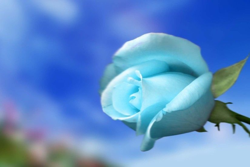 Sky Blue Rose | HD Flowers Wallpaper Free Download ...