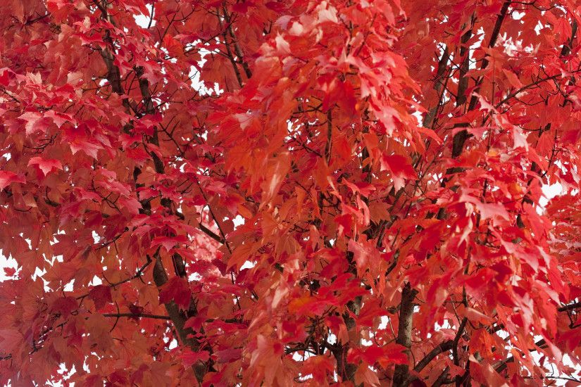 Background of vivd red autumn or fall foliage, conceptual of the changing  cycle of seasons
