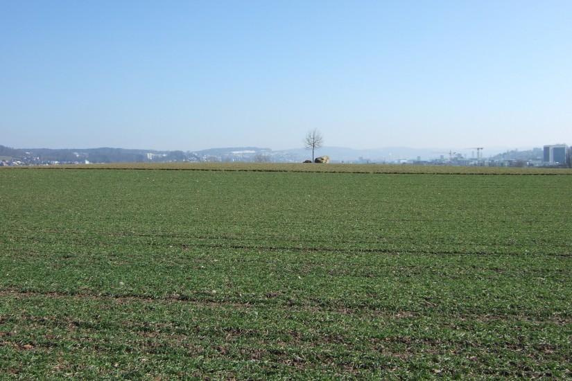File:Green field with east limmattal skyline in background.jpg