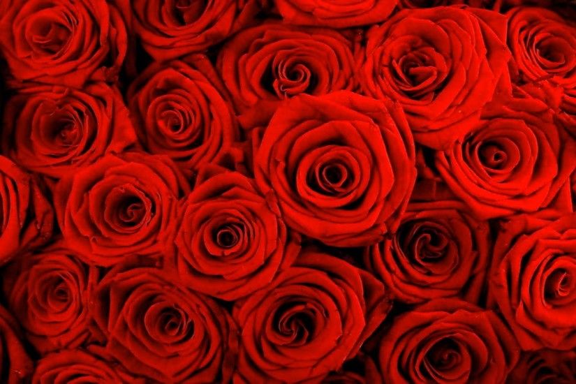 beautiful red roses image