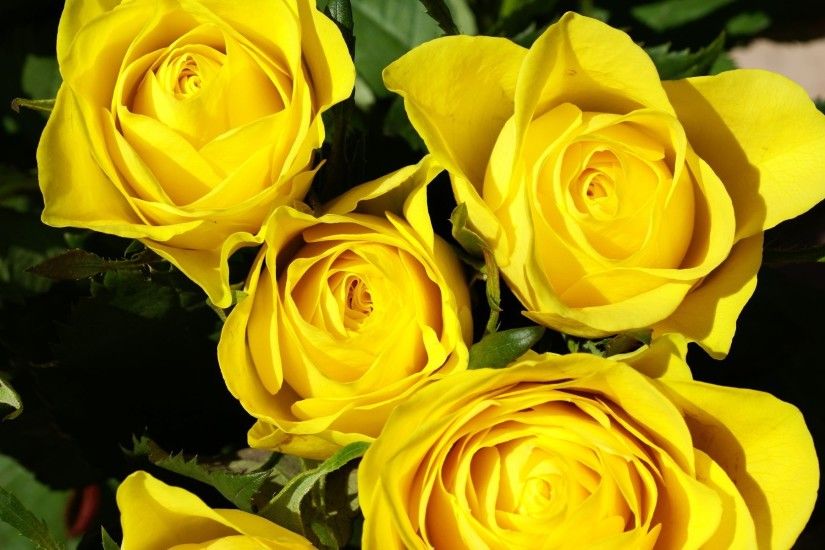 Yellow Rose High Definition