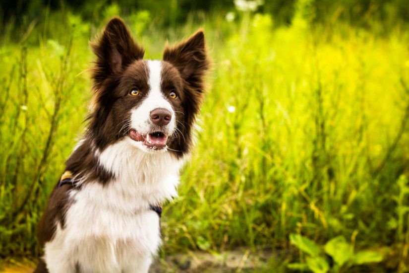 Likeable Collie Dog Desktop Wallpapers - This Wallpaper And also Puppy Dog  Wallpaper Border
