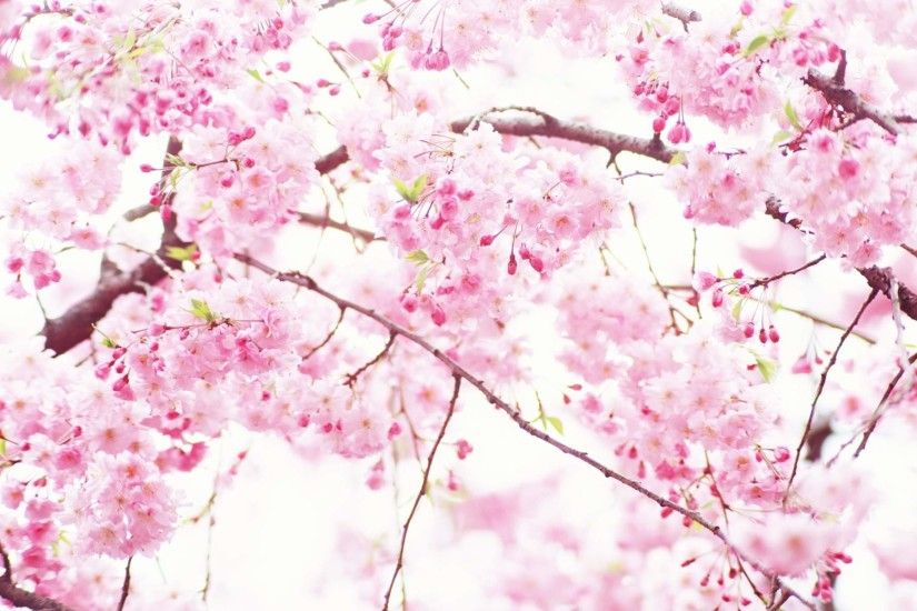 wallpaper.wiki-Pink-Flowers-Background-Free-Download-PIC-