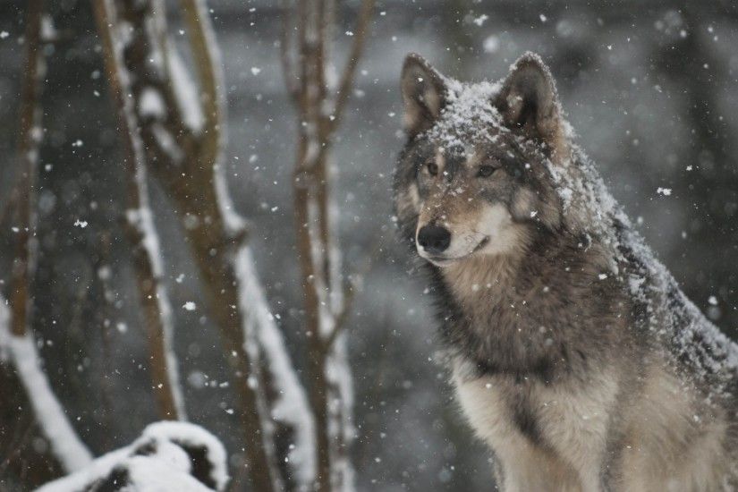Amazing Wolves images Handsome Wolf HD wallpaper and background photos
