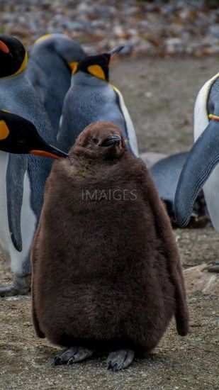 Penguin, Emperor Penguin, Pingu