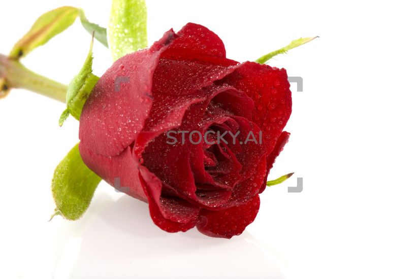 Image of Single red rose