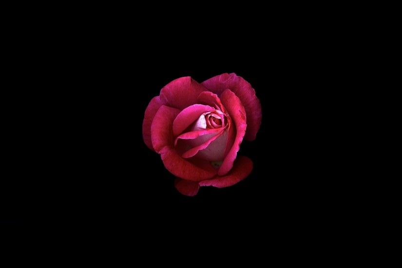 Pink rose, Dark background, HD