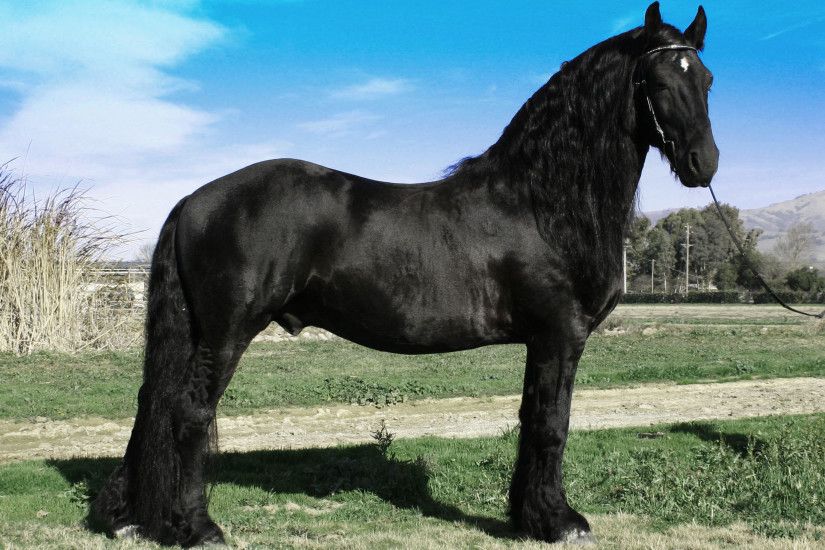 Black friesian = my dream horse