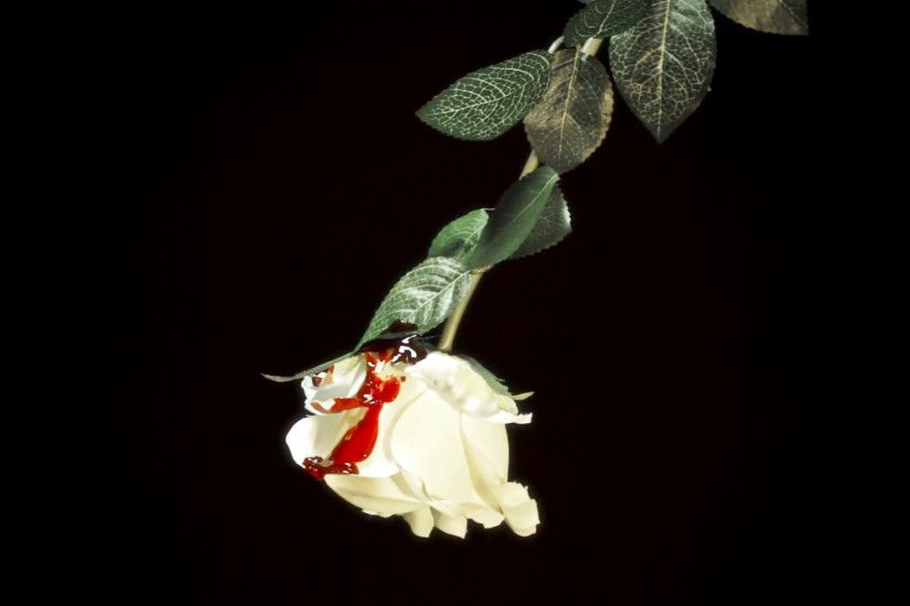 White rose hit by blood drops. Close up of a white rose hit by red blood  falling over the petals, isolated on a black background. Symbolic shot:  violence ...