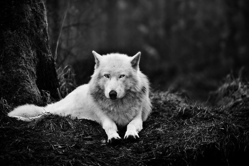 Image - Desktop-hd-black-and-white-wolf-wallpapers.jpg | Animal Jam Clans  Wiki | FANDOM powered by Wikia
