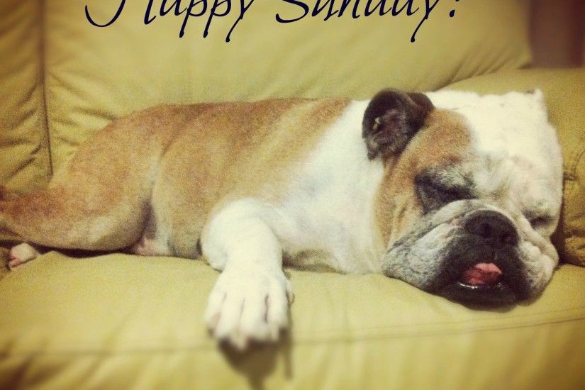 Happy Sunday Pug Dog Graphic