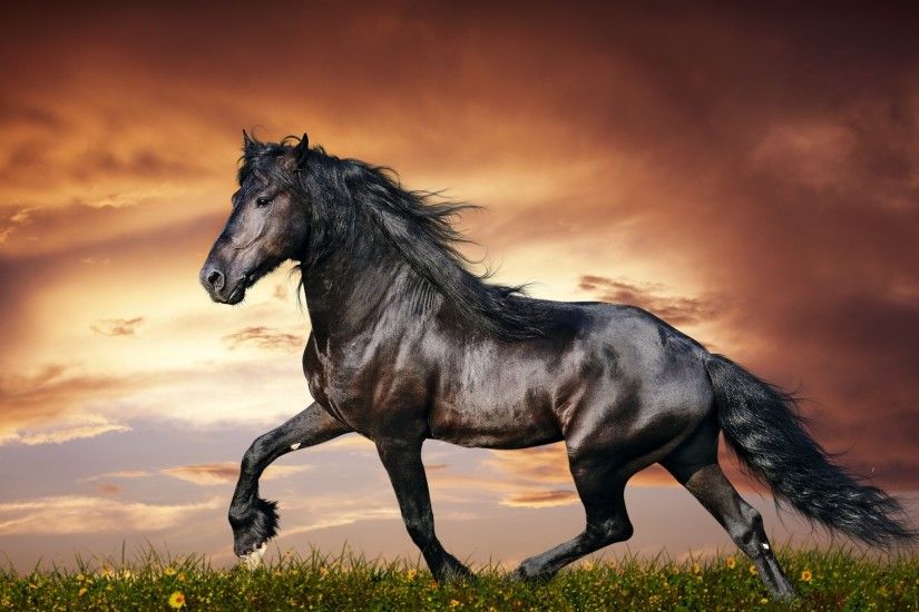 Preview wallpaper horse, running, sunset, field, grass, flowers 1920x1080