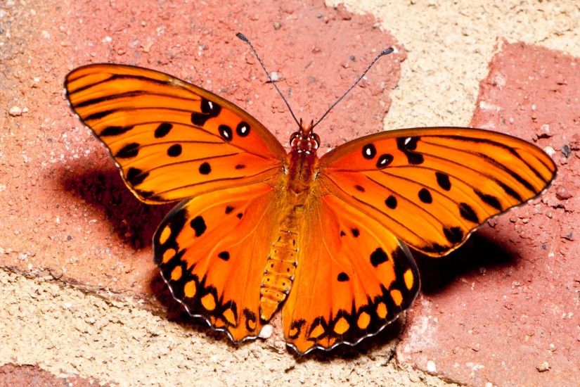 Orange Butterflies Wallpaper