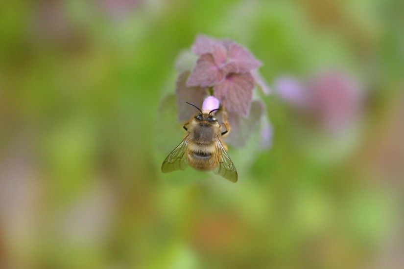 Wallpaper HD Bumblebee on Flower - HD Wallpaper Expert